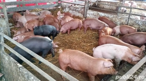 Vând purcei de 12 saptamani - imagine 2