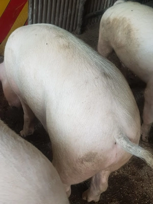 Porci de vânzare 15 kilogramul 