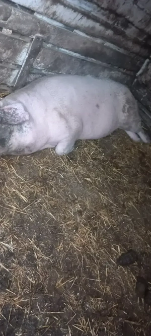 Porc de vânzare  - imagine 2