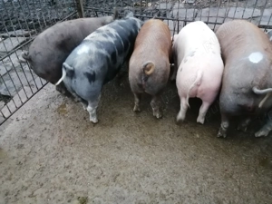 Porci de vânzare 90 - 110 kg - imagine 3