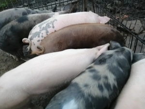 Porci de vânzare 90 - 110 kg