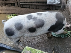 Vând porc landrace cu pietrean  - imagine 3