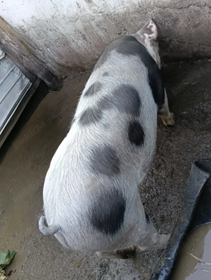 Vând porc landrace cu pietrean  - imagine 4