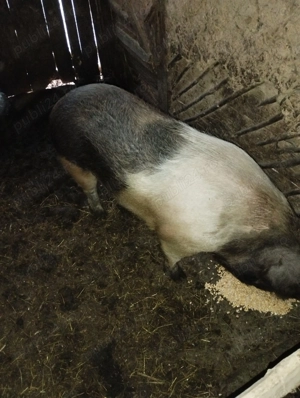 Vând porci - imagine 2