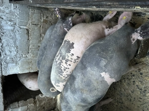 Porci crescuți în gospodăria proprie - imagine 2