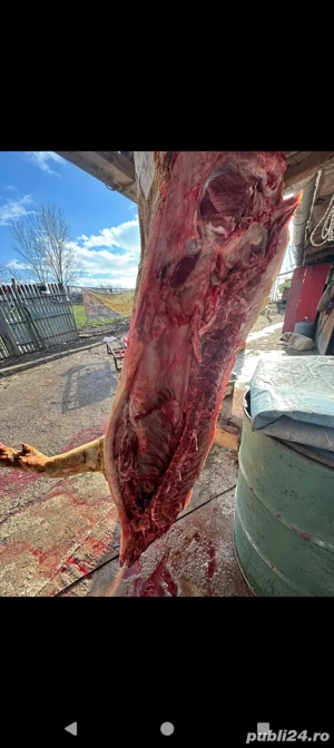 Vand carcasa de porc sibiu 