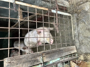 Porc 60-70 de kg - imagine 2