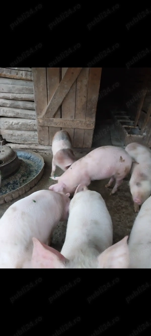 Vând purcei frumoși preț negociabil