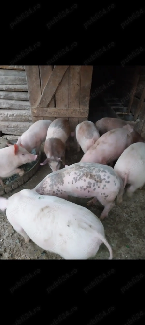 Vând purcei frumoși preț negociabil - imagine 3