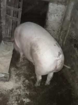 Porc de vânzare  - imagine 2