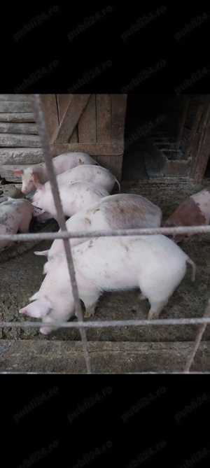 Vând purcei frumoși preț negociabil - imagine 4