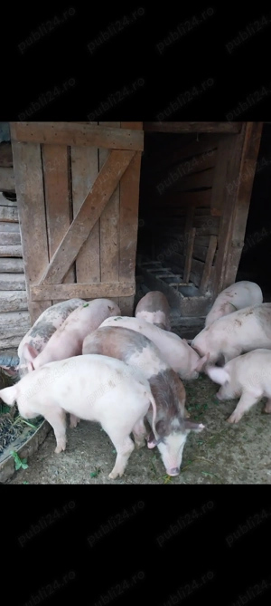 Vând purcei frumoși preț negociabil - imagine 5