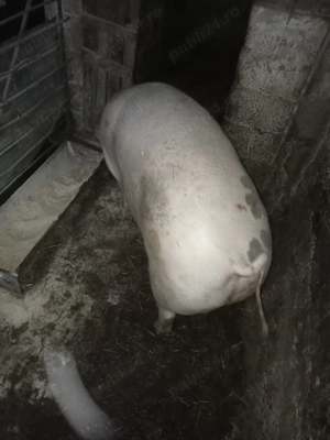 Porc de vânzare  - imagine 4
