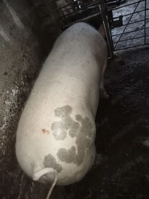 Porc de vânzare  - imagine 3