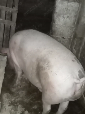 Porc de vânzare 