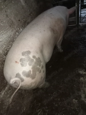 Porc de vânzare  - imagine 5