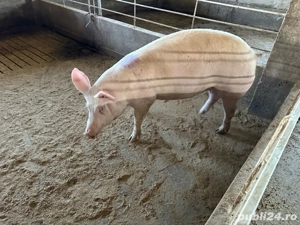 Porc de calitate crescut natural - imagine 4