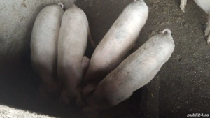 Porci de  vanzare  - imagine 2