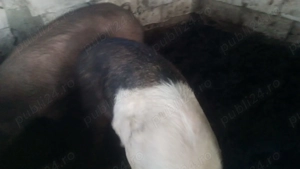 Porci de vânzare  - imagine 2