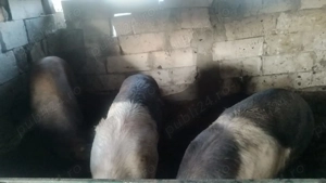 Porci de vânzare  - imagine 3