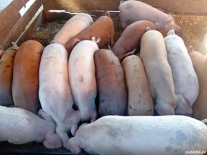 vând porci - imagine 5