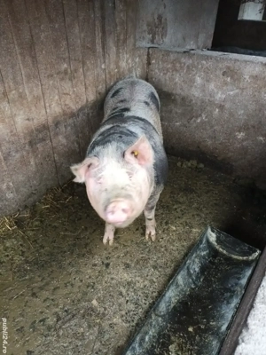 pentru craciun  - imagine 3