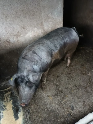 pentru craciun  - imagine 2