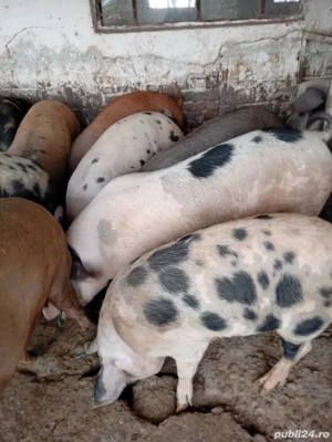Vând porci - imagine 3
