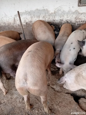 Vând porci - imagine 2