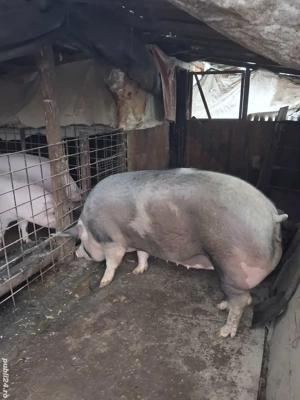 porc de carne  - imagine 3