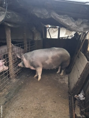 porc de carne  - imagine 4