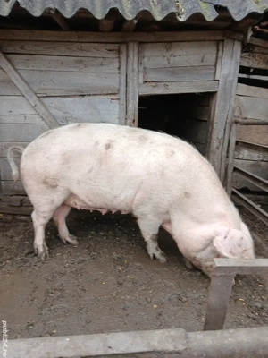 Porci de vanzare 200-250 kg - imagine 2