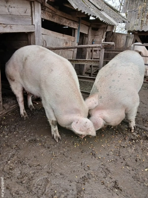 Porci de vanzare 200-250 kg - imagine 3