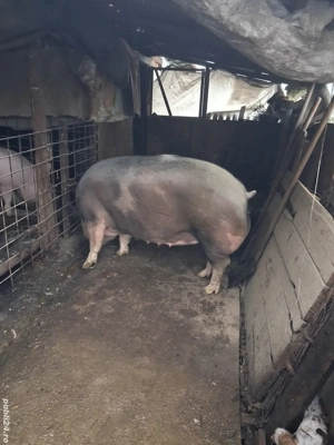 porc de carne  - imagine 2