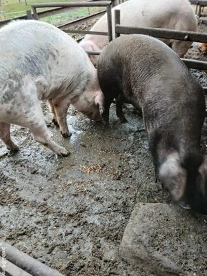 Porci de vanzare 120-130 kg - imagine 3