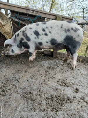 Porci de vanzare 120-130 kg - imagine 2