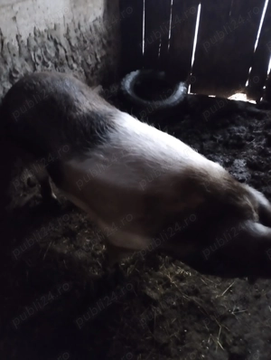 Vând porci - imagine 3