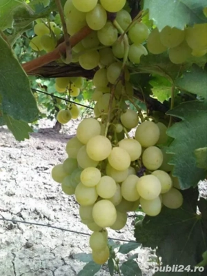 butasi de vita de vie de anul 3 