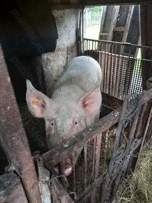 Vând porci în localitatea Negrești-Oaș