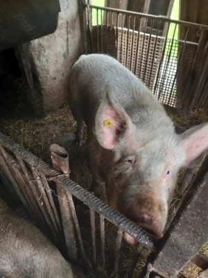 Vând porci în localitatea Negrești-Oaș - imagine 2