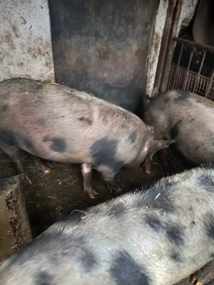 Vând porci în localitatea Negrești-Oaș - imagine 3