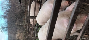 Vând porci de sărbători  - imagine 4