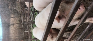 Vând porci de sărbători  - imagine 3