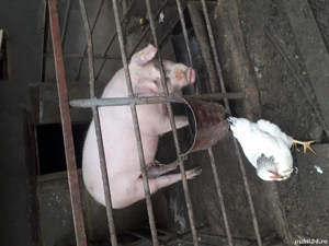 Vând porc de carne  - imagine 2