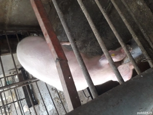 Vând porc de carne  - imagine 2