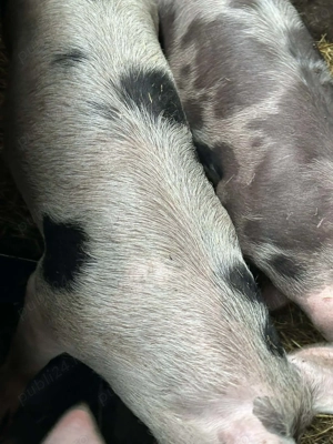 Porci cu greutate 80-100 - imagine 2