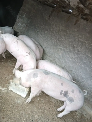Porci de vânzare 