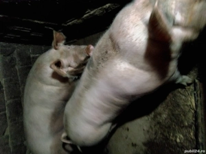 vand porc  - imagine 2