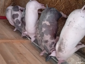 purcei disponibili 35 kg - imagine 2