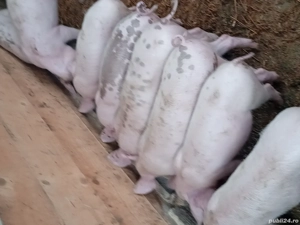 purcei disponibili 35 kg - imagine 3